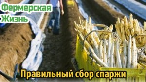 Правильный сбор спаржи