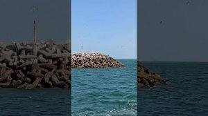 Автостопом с ОАЭ и Оману. Грузовой паром на остров  Масира, Оман.