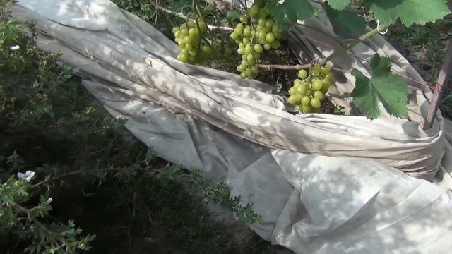 Заморозок в начале сентября? Что делать смотреть онлайн