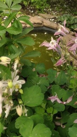 Аквилегия предпочитает влажные, слегка затененные места #цветы #garden #аквилегия #водосбор