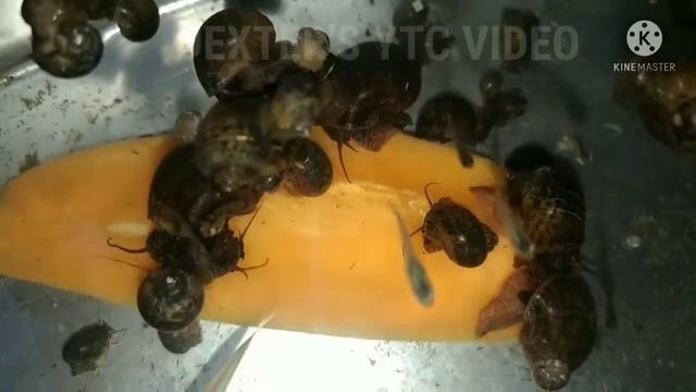 HOW TO HATCH GOLDEN APPLE SNAILS/GOLDEN KUHOL EGGS || Update video~2 months old. смотреть онлайн