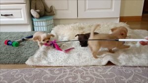 Мальчишки чихуахуа. Предлагаются.