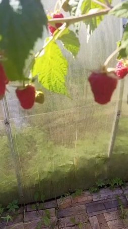 Малина "Карамелька" на побегах 1 года #малина #малинакарамелька
