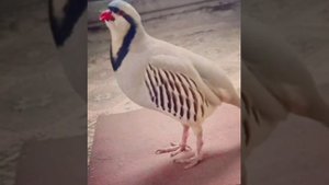 овози нар кабк специально для охоты каклик овози