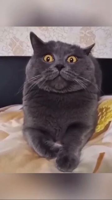 Ну я правда не при чем / СМЕШНЫЕ КОШКИ 2022 / ЛУЧШИЕ ПРИКОЛЫ С КОТАМИ смотреть онлайн