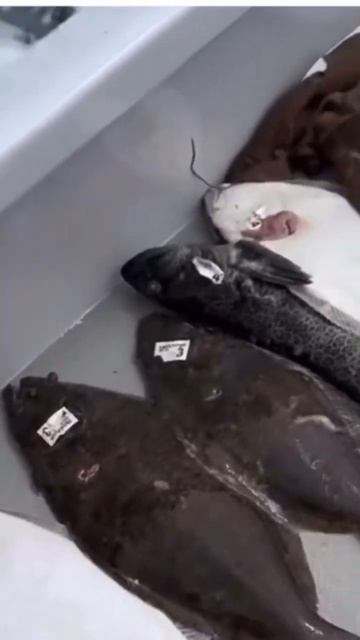 Channel Islands white seabass & halibut going off as the Endeavor scores from Ventura Sportfishing смотреть онлайн