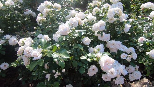 Роза флорибунда Аспирин. 3 куста. смотреть онлайн