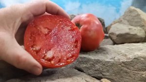 Malcolm Lincoln Tomato Seeds For Sale At Bounty Hunter Seeds