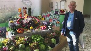 Небывалый урожай томатов на севере России