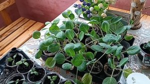 Один день из нашей жизни. Перец, баклажаны и бегония вечноцветущая.