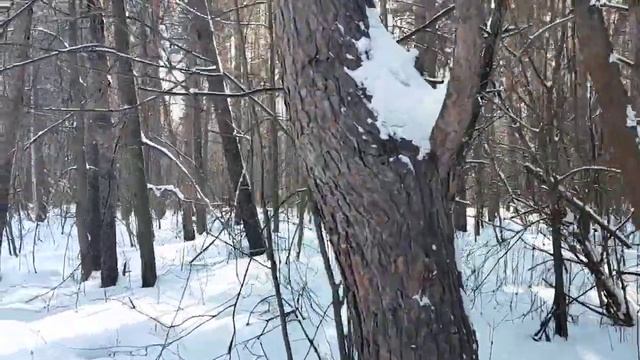 В лесу: к 8 марта, роль женщин, эмансипация, социальные технологии, феминизм, традиционная семья