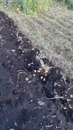 Копаем картошку в деревне