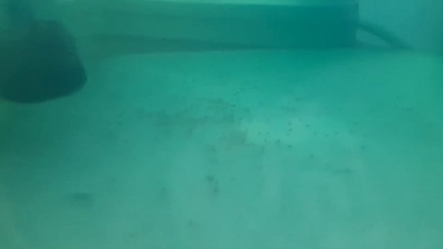 личинка Скалярии смотреть онлайн