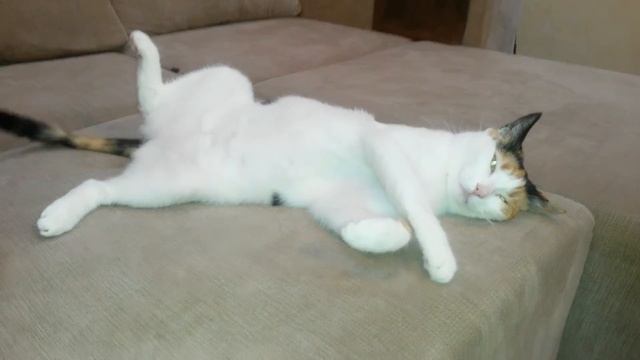 ❒ Кошка Нафаня питомец Даши VLOG Dasha’s cat pets смотреть онлайн