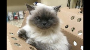 Пока женщина в приюте выбирала себе котенка, кошечка сама выбрала ее