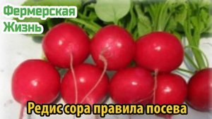 Редис сора правила посева