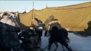 16. Чипирование оленей. 14.03.2019