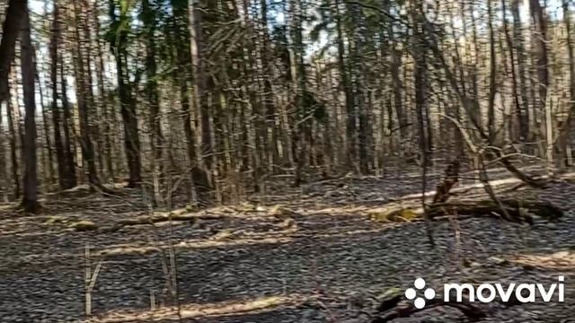 Прогулка с детьми в лесопарк, увидели поезд.