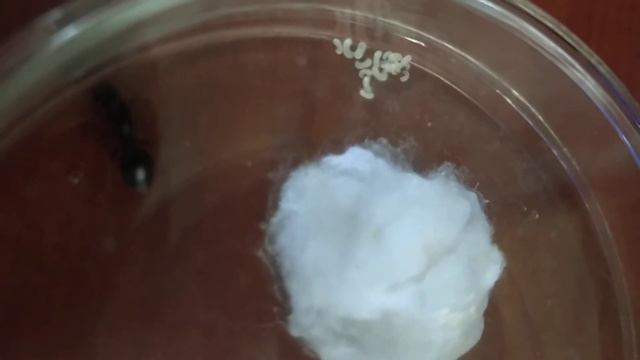 Первая часть по развитию муравьиною матки в чаше Петри смотреть онлайн