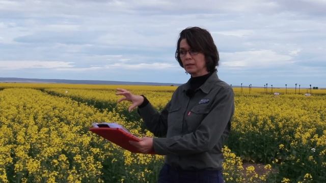 Riversdal 2020 Scerotinia navorsing смотреть онлайн