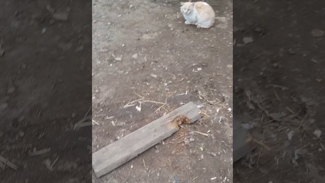 БЛУДНЫЙ РЫЖИК ПРИШЕЛ!