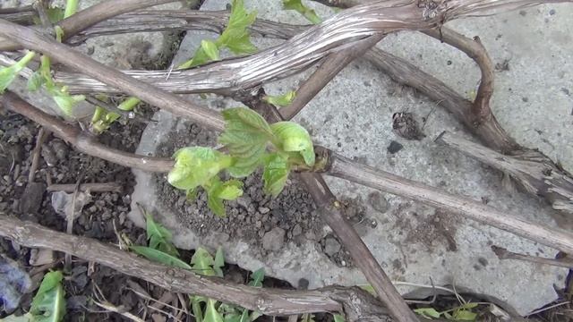 АНТИСТРЕСС для ВИНОГРАДА. НЮАНСЫ ПОДВЯЗКИ ЛОЗ смотреть онлайн