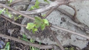 АНТИСТРЕСС для ВИНОГРАДА. НЮАНСЫ ПОДВЯЗКИ ЛОЗ