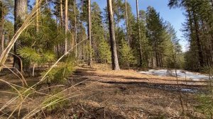 Сосновый лес