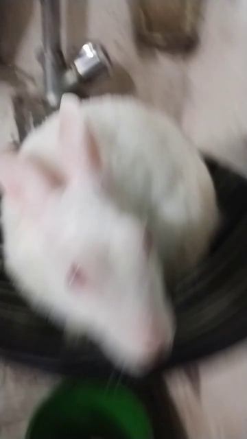 #rabbit #bunny #shorts#amazing sujoy смотреть онлайн