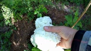 Дача. Прогулка по саду в начале лета