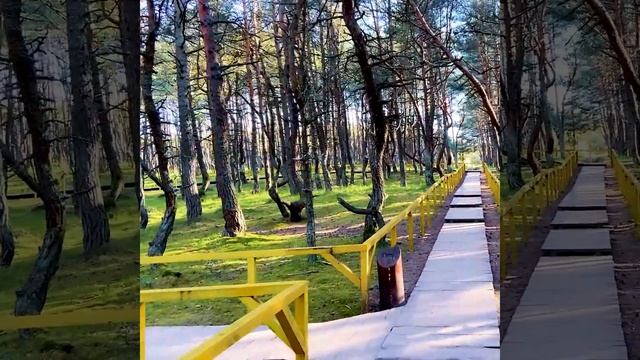 Приключения на ракете III танцующий лес #shorts video смотреть онлайн