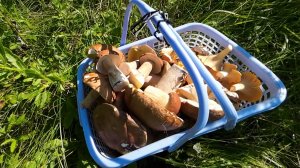 Белые грибы и лисички. Тихая охота. Август.