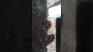 Поймали голубя