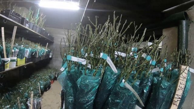 Хранение саженцев роз зимой смотреть онлайн