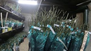 Хранение саженцев роз зимой