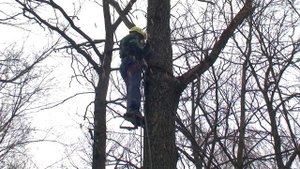 Как можно, но не нужно лазать на деревья.