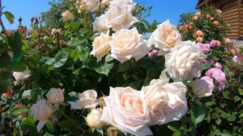 Роза Мадам Анизетт Madame Anisette