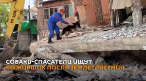 Собаки-спасатели из Беларуси и РФ ищут выживших под завалами в Мьянме