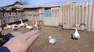 2 апреля, гуси породы крупная серая или линда, в чём разница