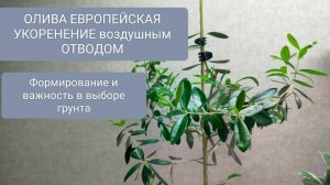 🌳ОЛИВА ЕВРОПЕЙСКАЯ. УКОРЕНЕНИЕ. ГРУНТ и ФОРМИРОВАНИЕ.