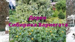 Декоративные кустарники. Как выглядят зимой и летом