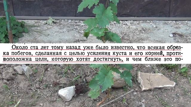 ВИНОГРАД ПРИ ВХОДЕ В ОСЕНЬ. ЧТО ДЕЛАЕМ и ПОЧЕМУ смотреть онлайн