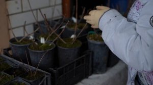 Наши Гортензии - пожалуй, лучшие гортензии в Нижегородской области