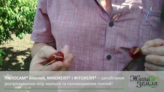 Боримося з розтріскуванням плодів. Досвід ФГ "Родючість"