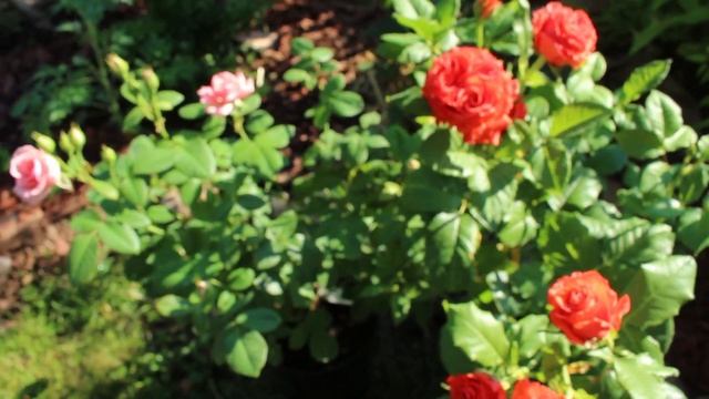 Начало цветения. Розы - первогодки, пионы в цвету. Новинки - розы в сад!