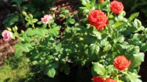 Начало цветения. Розы - первогодки, пионы в цвету. Новинки - розы в сад!