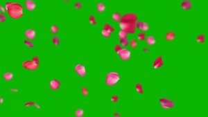 Хромокей- Бесплатный Футаж лепестки роз Chromakey- Footage rose petals