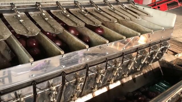 Линия по упаковке мытой свеклы в мешки 25 кг смотреть онлайн