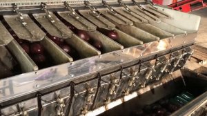 Линия по упаковке мытой свеклы в мешки 25 кг