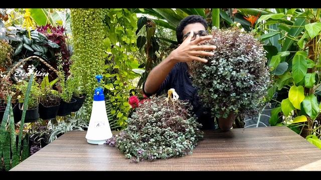 Hanging Plant decoration idea ||Fast Growing Hanging Plants ||Callisia Repens Plant care ||Malayala